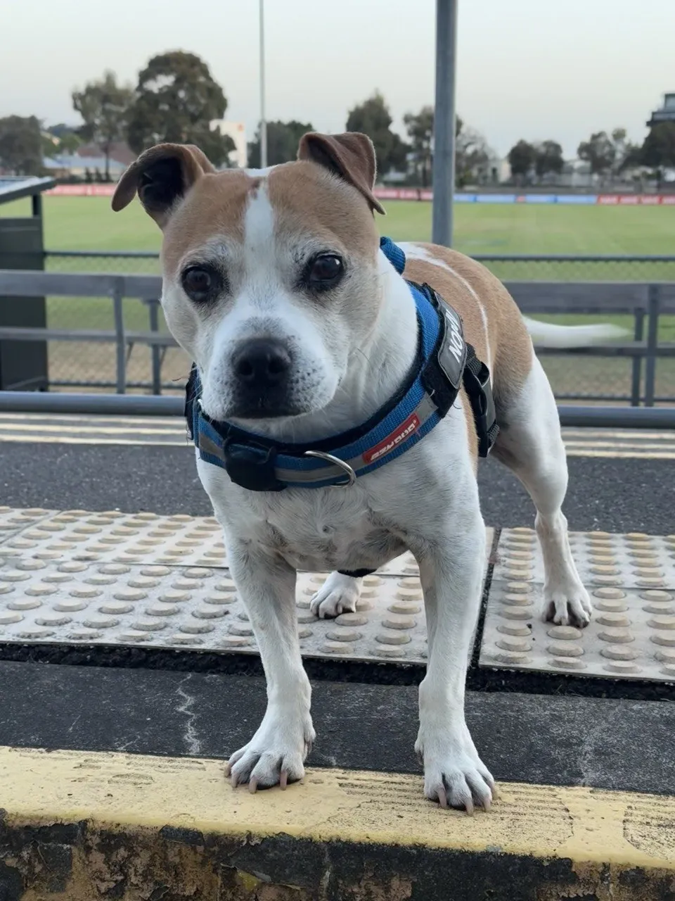 Normi standing at the oval, looking directly at the camera, ready to go
