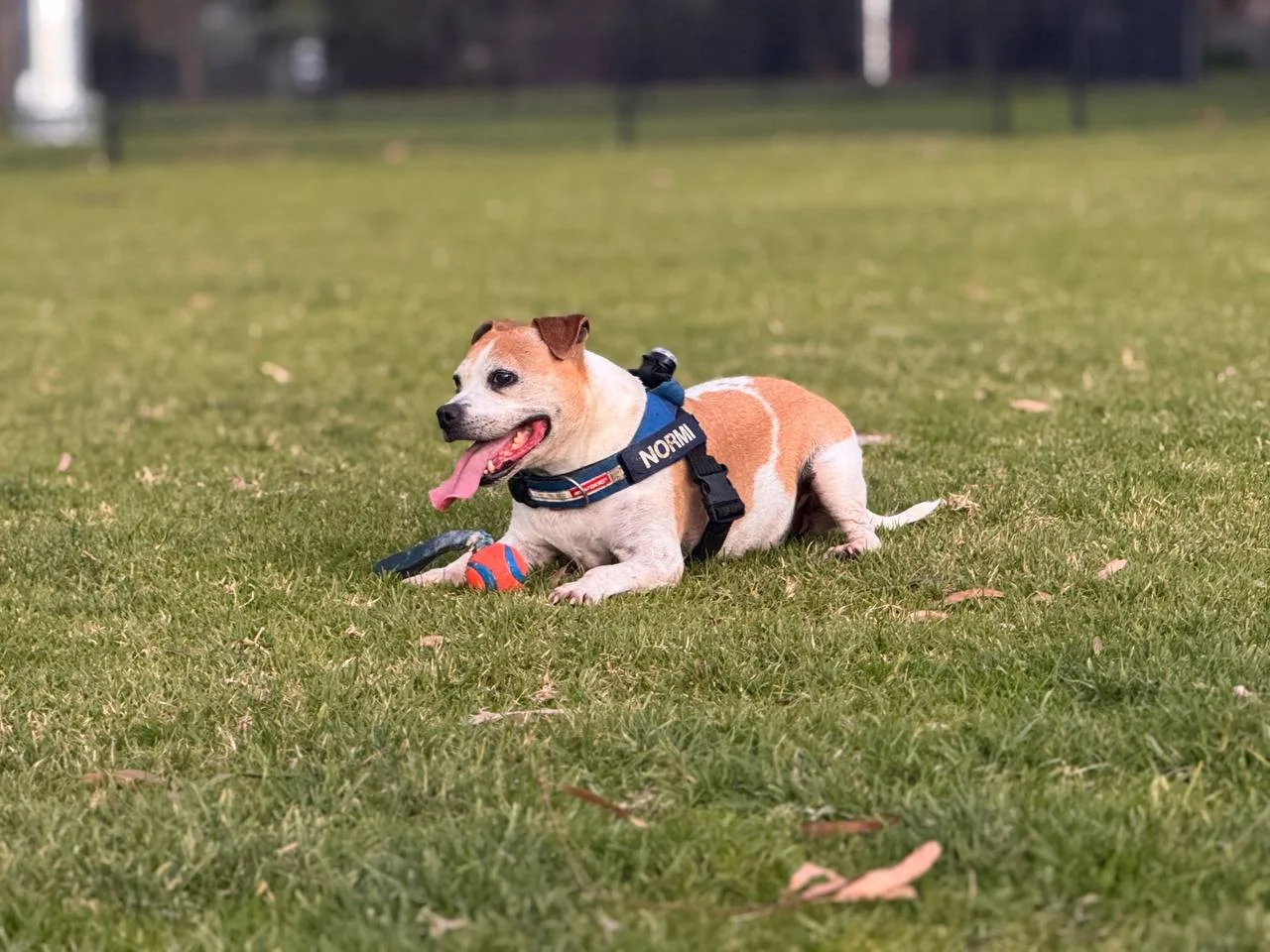 Normi resting on the grass at the oval after playing - tongue out, absolutely pooped